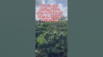 7ha cafe nguồn thu cực mạnh tại xã iabang Gia Lai 81 cách TT Pleiku chỉ 12 km