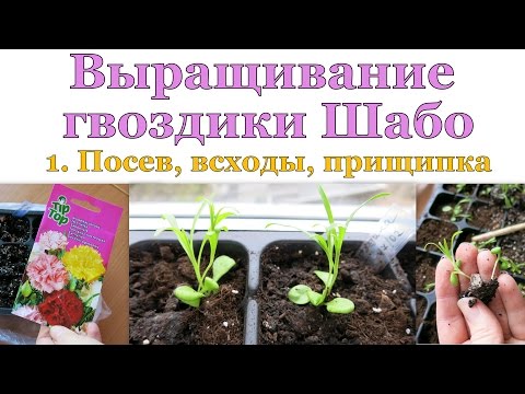 ГВОЗДИКА Шабо. 1. Посев, всходы, пересадка, прищипка // Carnation. 1. Starting, sprouts, nipping