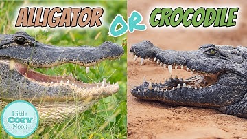 🐊 Alligator OR Crocodile🐊 What