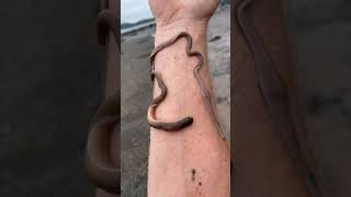 Milky Ribbon Worm (Cerebratulus marginatus)— would you let this thing crawl on your arm? 😆 #scary Profile
