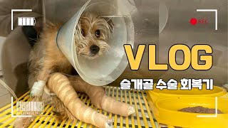 vlogㅣ생에 마지막 수술이길 바래🙏ㅣ슬개골 수술 이후 회복중😢ㅣ수술10일차ㅣ태리 브이로그