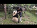 This is why you should love pandas!