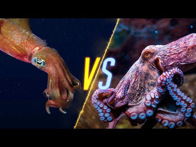 Squid VS Octopus class=