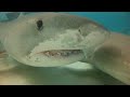 Tiger shark attacks snorkeler