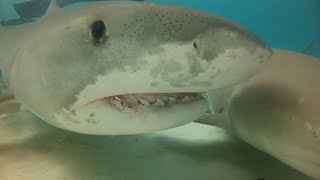 Tiger Shark Attacks Snorkeler by Sharks Happen 16,623 views 3 weeks ago 30 minutes