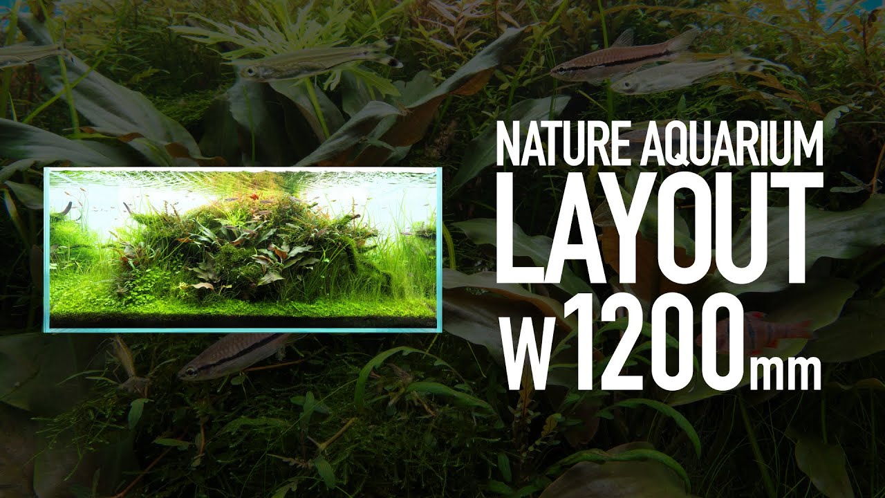 【オンリーワン品】未知の森への招待 - 巨大森の息吹 アクアリウムレイアウト オンリーワン品】未知の森への招待 - 巨大森の息吹 アクアリウム