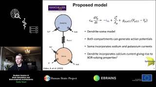 Ward Mollie - Modelling neural dynamics on neuromorphic hardware