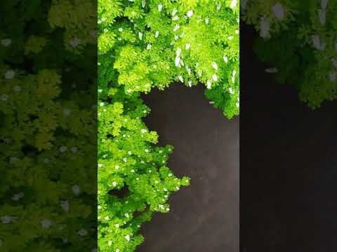فيروز يا شجرة الايام غيرنا الهوى