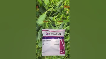 how to control virus disease in Chili farming | #sureshsihag #agriculture