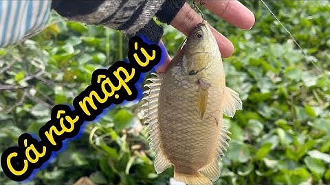 Tập20 câu cá rô đồng,Điểm mới cá lên liên tục dính cây mưa tê tái 😂/fishing @HoangDuyMienTay