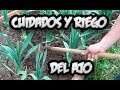 Cultivo del ajo  cuidados y como regar los ajos  la huertina de toni