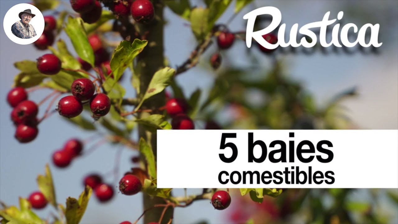 fruit de l aubépine en 7 lettres
