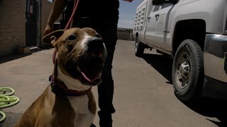 A look at Pinal County Animal Care & Control