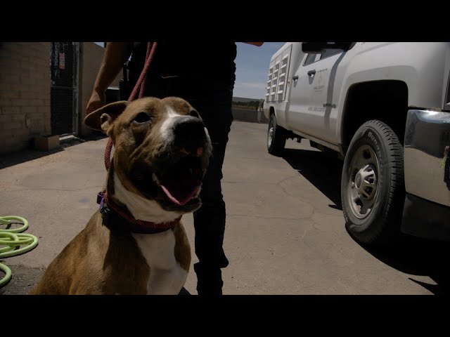 A look at Pinal County Animal Care & Control