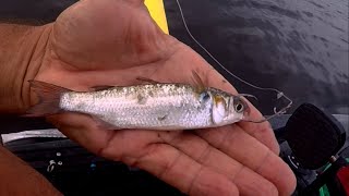 Fishing With Live Mullet, Catching Snook, Redfish and Grouper From My Kayak In Florida
