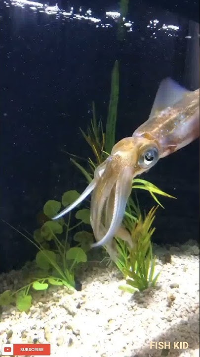 Squidfish feeding in aquarium#feedingvideo#monsterfish#aggressive#