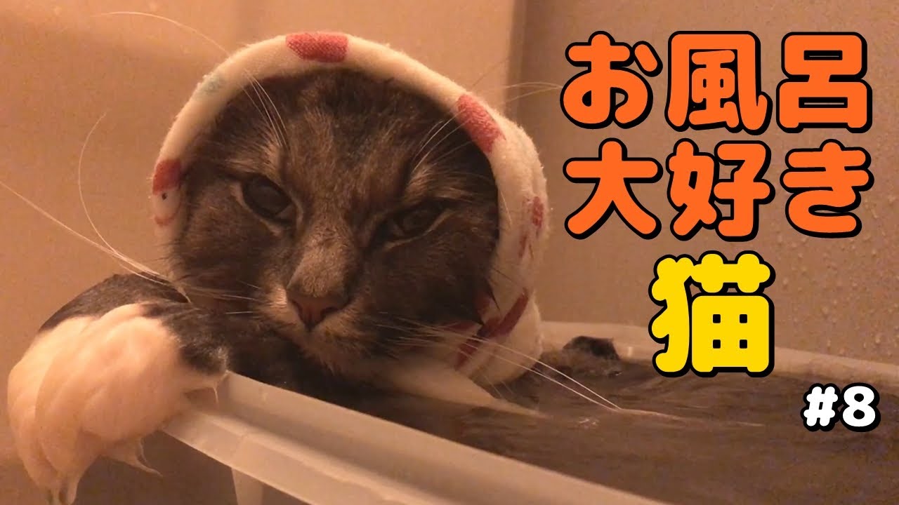 お風呂好き猫の特に何も起こらないお風呂の動画。 - YouTube