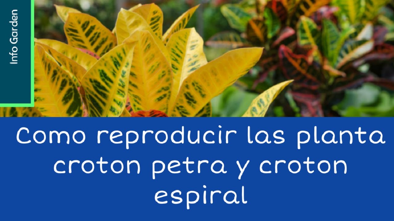 Como Reproducir Las Planta Croton Petra Y Croton Espiral Youtube