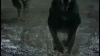 Reporter Sans Frontières - Bruno Aveillan