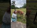 HIGHLAND COWS 🐮🏴 Pollok Park, Glasgow