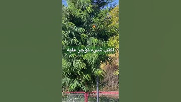 تلاوة تريح النفس والعقل#الرحمن #قرآن #قرآن_كريم #المصحف #اكسبلور #راحة_نفسية #لايك