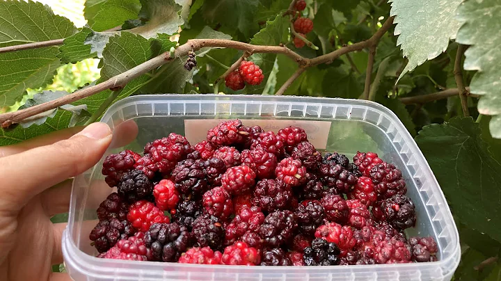 Reasons Why Your Fruit Tree is Not Producing Fruit