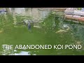 Abandoned koi pond  winter update