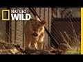 Murdered by a Snake | Nat Geo Wild