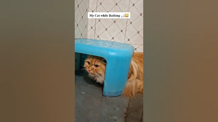Watch the video about Bathing time scenes 😂 #funnycats #catvideos #cat