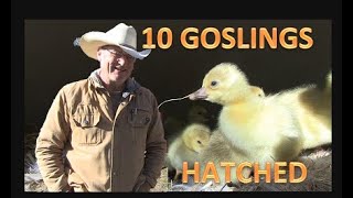 HOMESTEAD LIVESTOCK - 10 GOSLINGS HATCHED by PINE MEADOWS HOBBY FARM A Frugal Homestead 187 views 1 month ago 13 minutes, 8 seconds