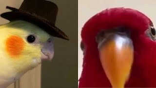 SMART AND FUNNY PARROTS TALKING 🦜 - TRY NOT TO LAUGH | Funny Pets ❤️ by Funny Pets 346,346 views 1 year ago 6 minutes, 18 seconds