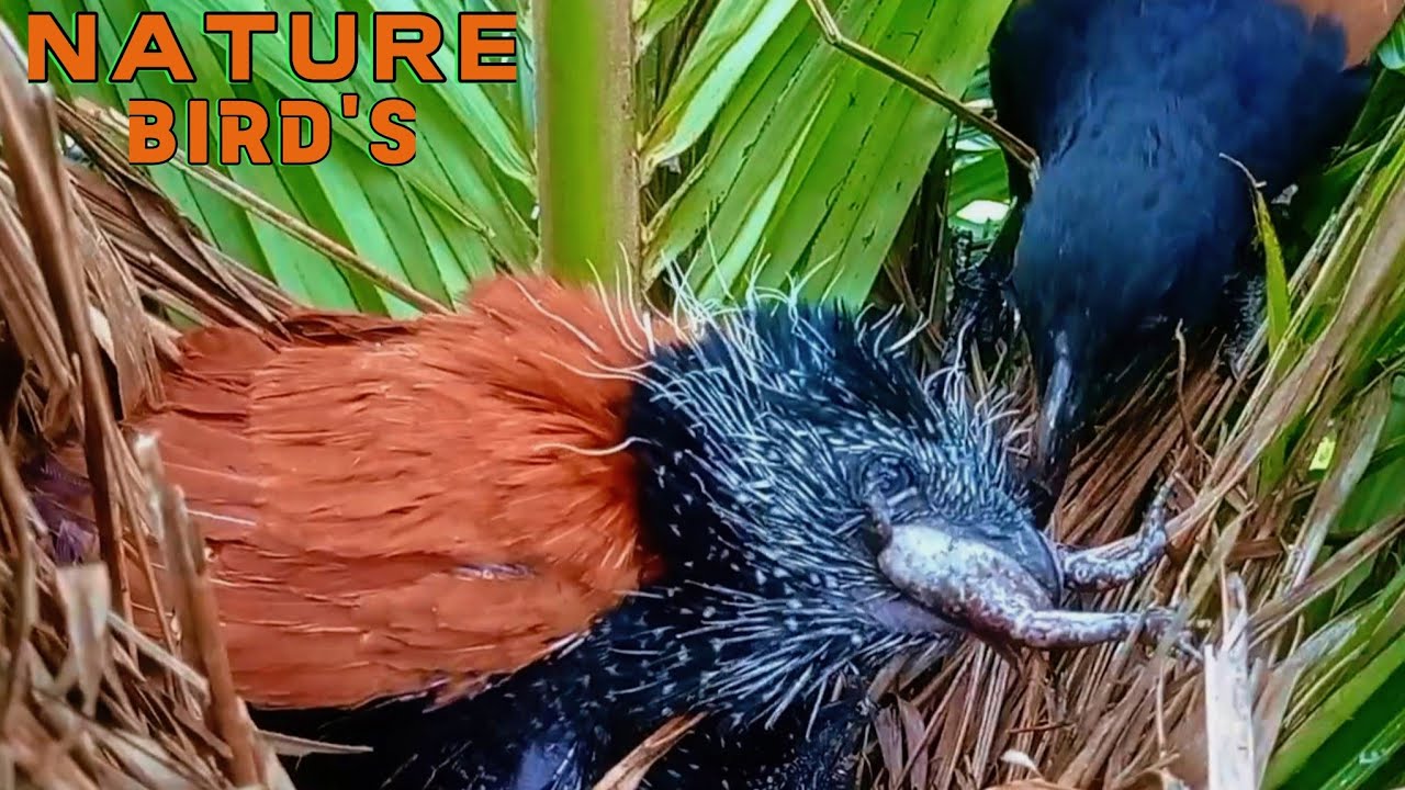 A Hidden Gem of Sumatra: Endemic Baby Bird in the Wild