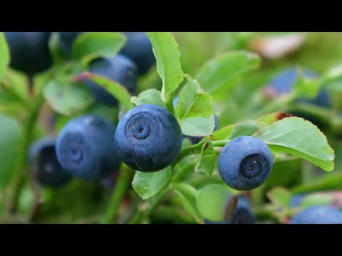 Video: Odrůdy ovocných stromů zóny 9: Jaké ovoce roste v oblastech zóny 9