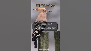 سورة النمل الآية (20)
