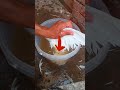طريقة مكافحة حشرات الحمام طريقة مكافحة حشرات الحمام