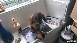 Feline Stares And Samiahs Eye Update