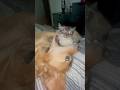 Sweetest dog will take anything from a mean cat￼￼