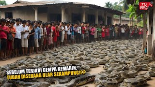 Viral Fenomena Ular Serbu Permukiman Sebelum Gempa Tuban Kemarin!! Tanda Tanda Alam...