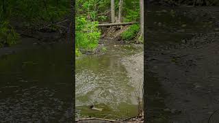 Serene Forest Stream #shorts