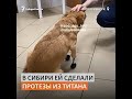 Сибирские ветеринары спасли собаку и сделали ей уникальные протезы #shorts