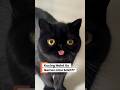 Kenapa Kucing Sering Menjulurkan Lidah??