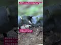 【昆虫衝撃アーカイブ】驚愕！わたしが驚いたヒラタの底力。決闘で見せる一寸の妥協なき力比べを4K高画質で体験！ #ヒラタクワガタ #バトル #昆虫図鑑 #昆虫観察 #insects #undaze