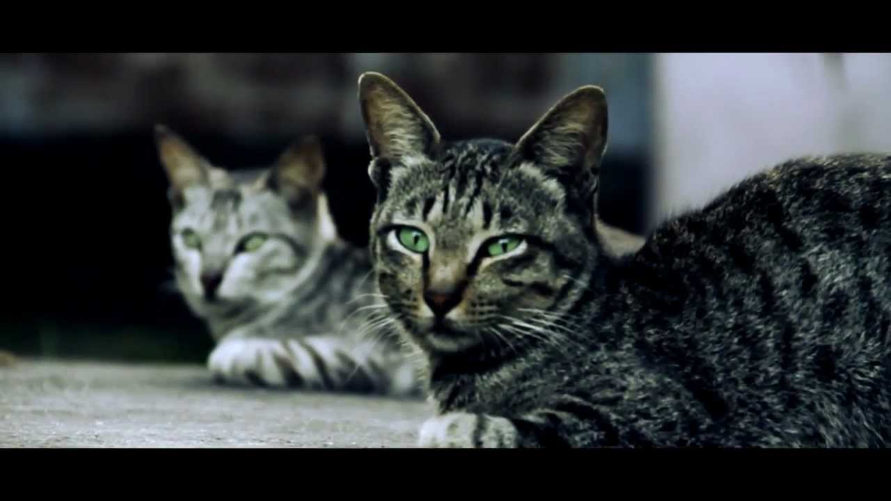 magic lantern qscale test -10 & color graded in sony vegas