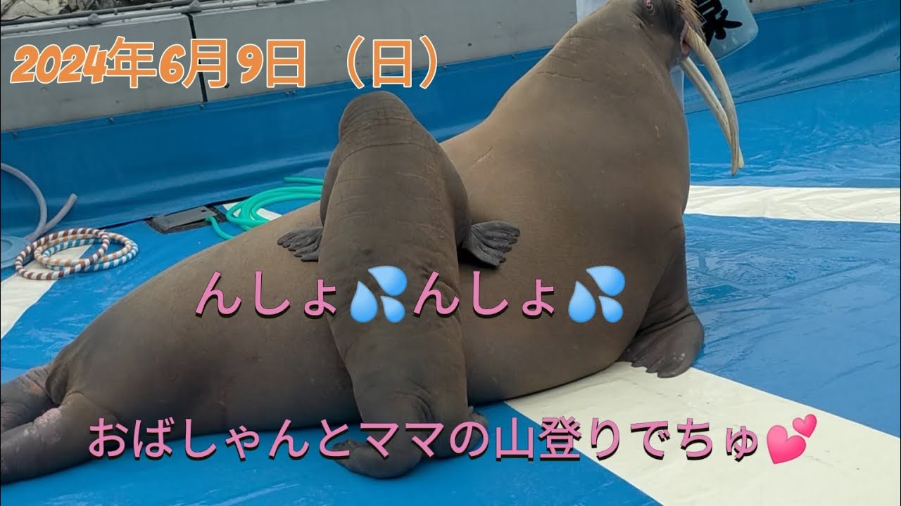 うみたまご2024年6月9日ブブおばちゃん、ママ、山登り💕