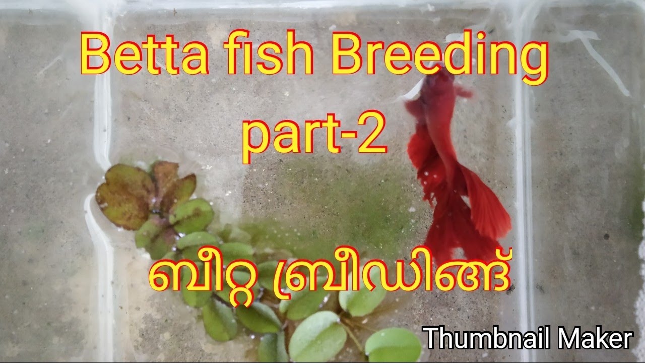 #Bettafish Breeding Part-2