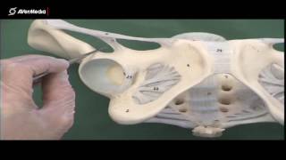 Thigh Ligaments