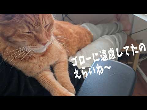 The Cat Who Wanted Affection After All [Life with 4 Cats 1564s