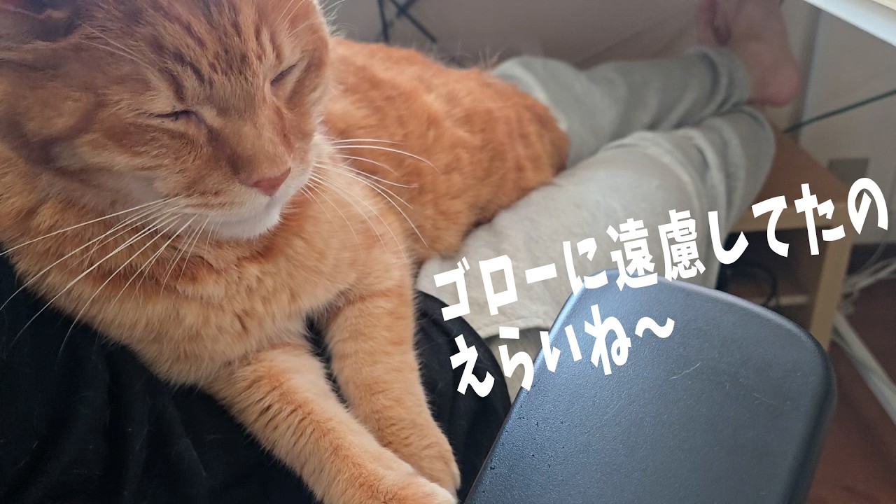 The Cat Who Wanted Affection After All [Life with 4 Cats 1564s