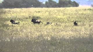 Cheetahs taking down a wildebeest