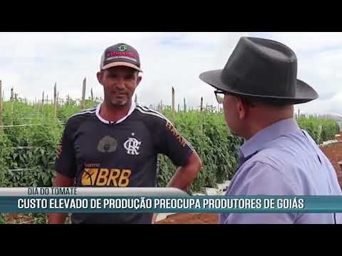 1° de fevereiro é dia do tomate, e Goiás lidera a produção apesar de adversidades | Canal Rural